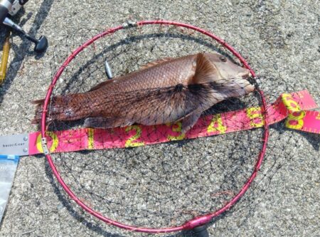 コブダイ釣り