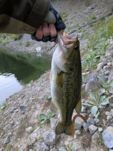 朝のちょい釣り
