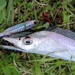 鳥山が出たけれど…