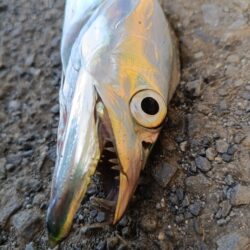 イカも青物も不在