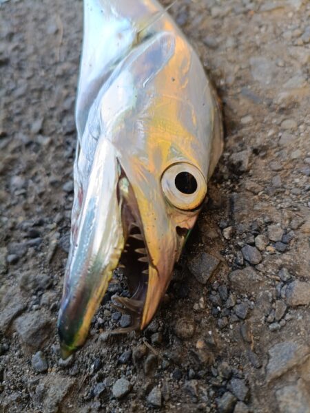 イカも青物も不在