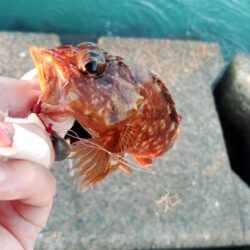 ガシラ