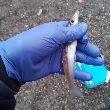 シロギス釣り
