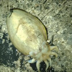 モンゴウイカ