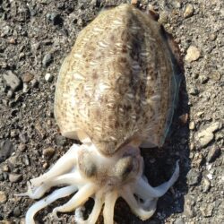 モンゴウイカ