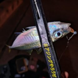 ジグ単で数釣り