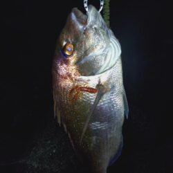 ロックフィッシュ釣行