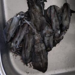 小潮爆風ティップラン