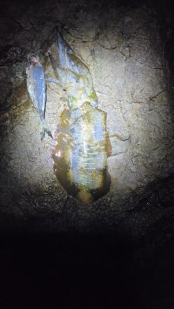 のんびりイカ浮き