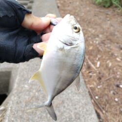 メッキとマゴチが釣れました!