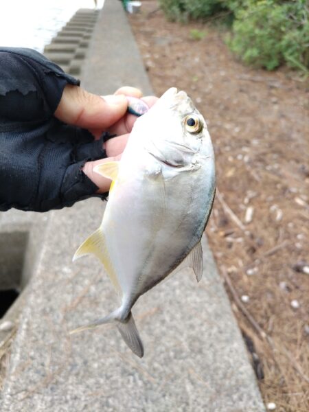 メッキとマゴチが釣れました!