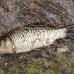 小鮒釣りに癒される