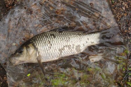 小鮒釣りに癒される