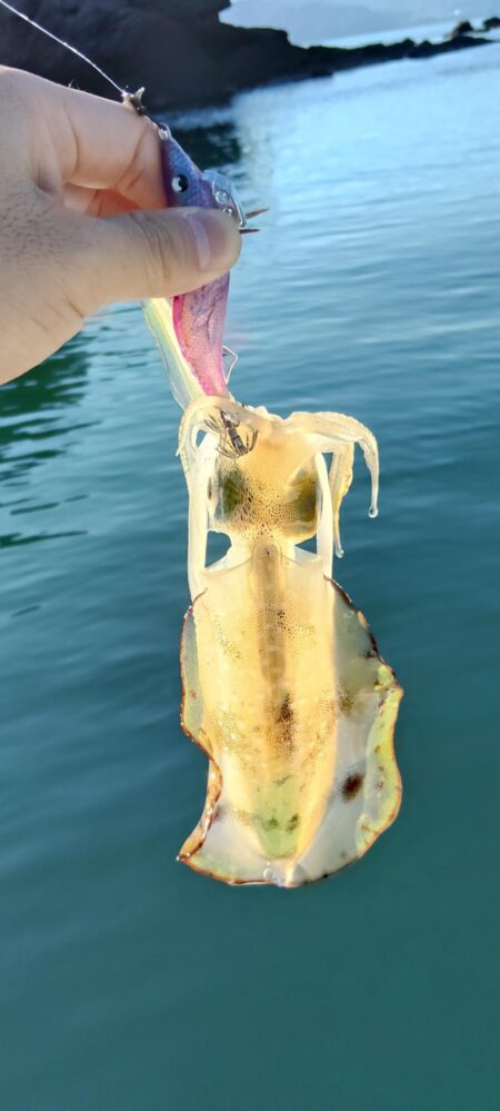 秋イカ釣りたい・・・