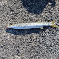 カマス釣り
