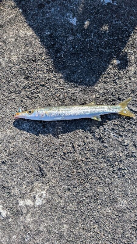 カマス釣り