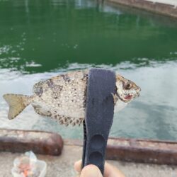 釣りデビュー🎣