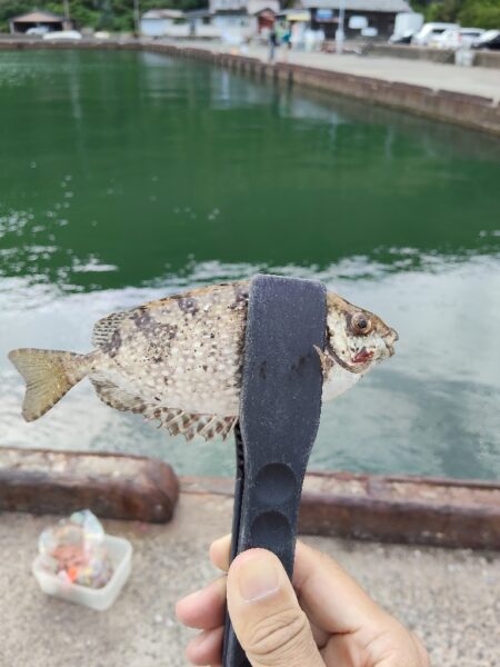 釣りデビュー🎣