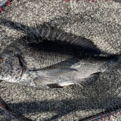 イチノ兄弟、釣果！