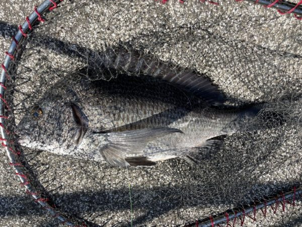 イチノ兄弟、釣果！