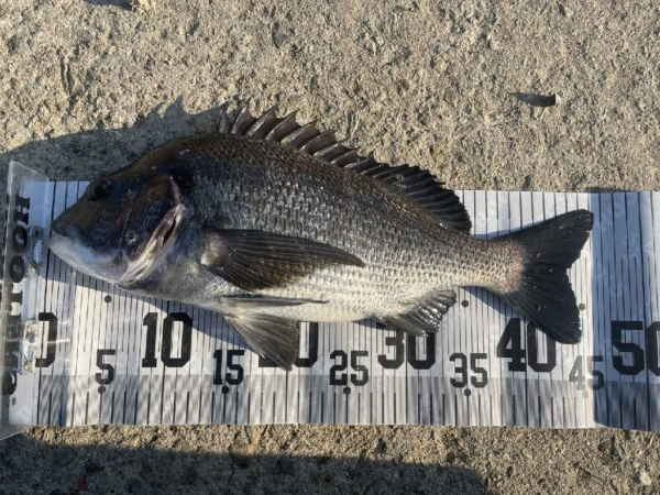 イチノ兄弟、釣果！