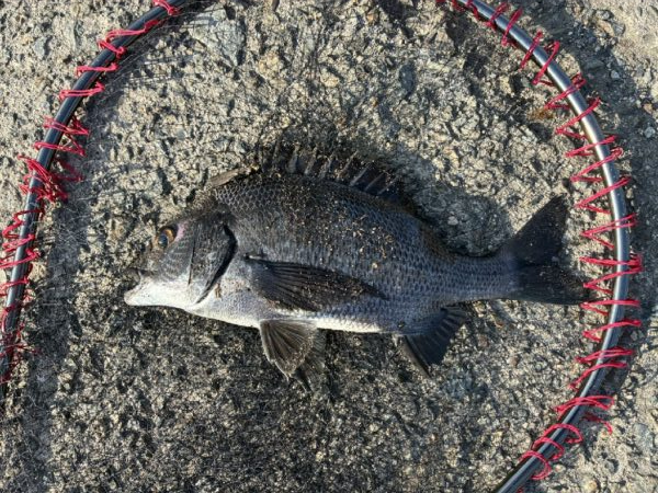 イチノ兄弟、釣果！