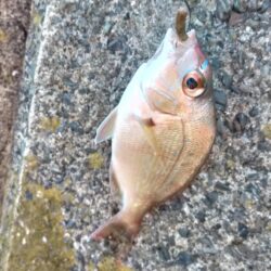 五目釣り、まだまだ小さかったカワハギ