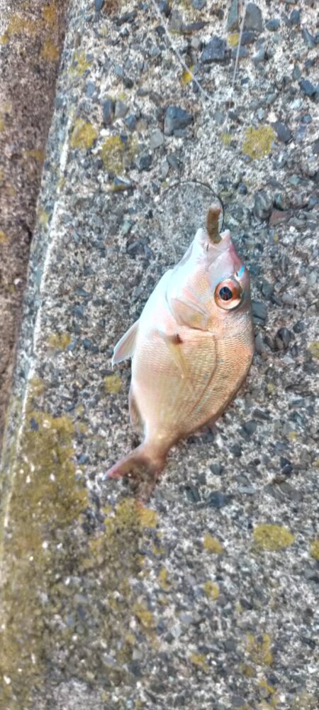 五目釣り、まだまだ小さかったカワハギ