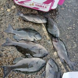 和歌山市江（吉丸渡船）でグレ釣り
