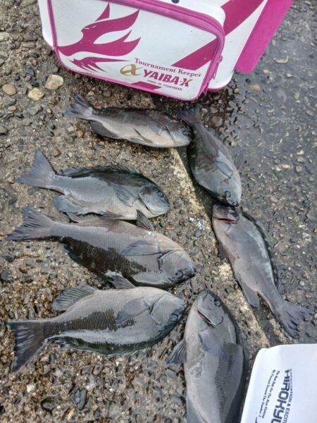 和歌山市江（吉丸渡船）でグレ釣り