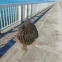 カワハギ釣り