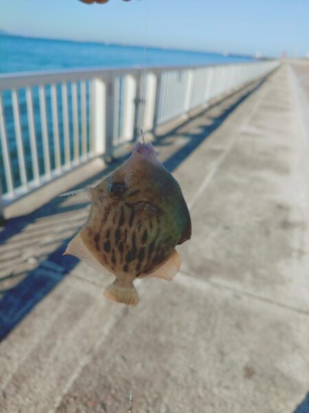 カワハギ釣り