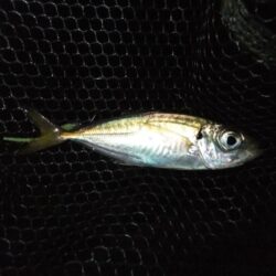 やっとアジ戻ってきました
