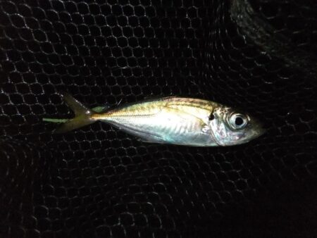 やっとアジ戻ってきました