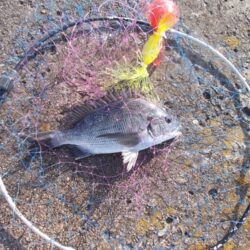 チヌ落とし込み釣り　真チヌ３枚