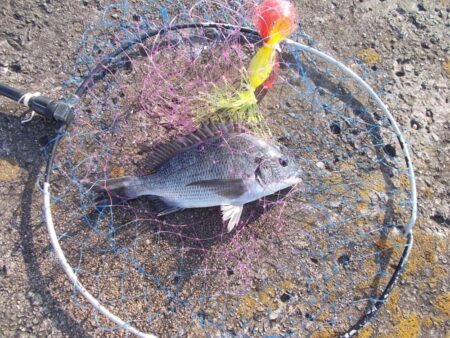 チヌ落とし込み釣り　真チヌ３枚