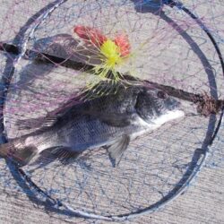 落とし込み釣りで真チヌ　４枚