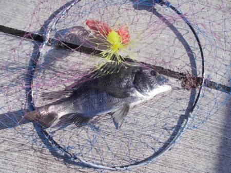 落とし込み釣りで真チヌ　４枚