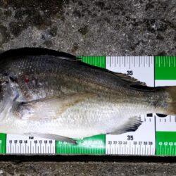 ぶっこみ釣りでチヌの年無し、他