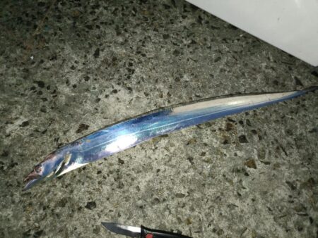 今年初めての太刀魚