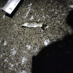 夜釣り