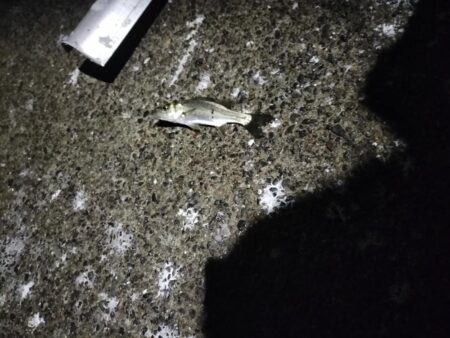 夜釣り