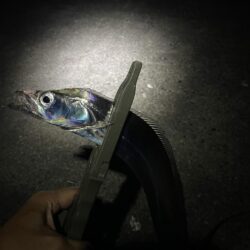 タチウオ釣行