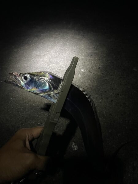 タチウオ釣行