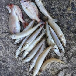 播磨新島のキス釣査７