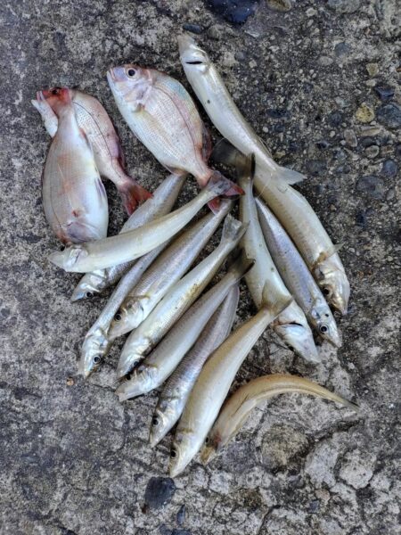 播磨新島のキス釣査７