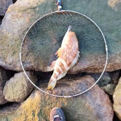 久々おかっぱりで釣れた。しかも良型の高級魚
