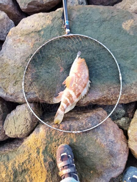 久々おかっぱりで釣れた。しかも良型の高級魚