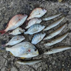 播磨新島のキス釣査８.
