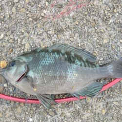 グレ&夜の大サバ釣り